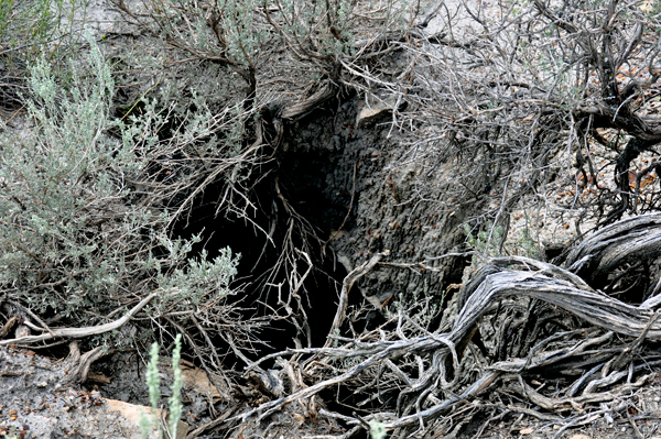 big holes along the trail